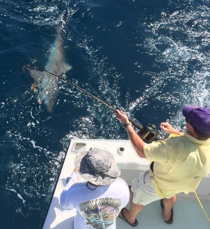 Cuban night shark caught while fishing on the Spellbound