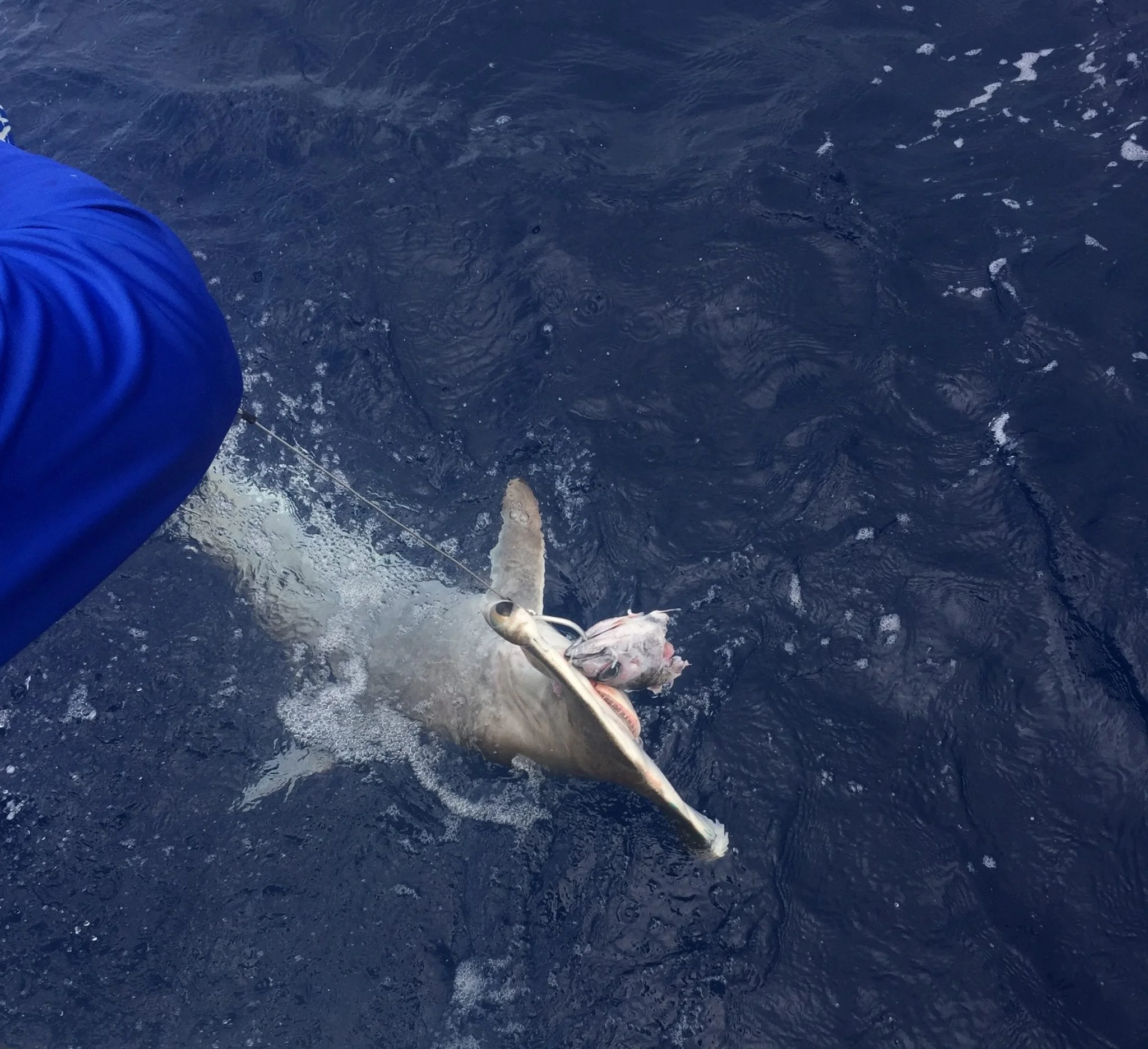 hammerhead