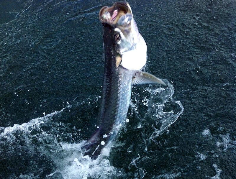 tarpon